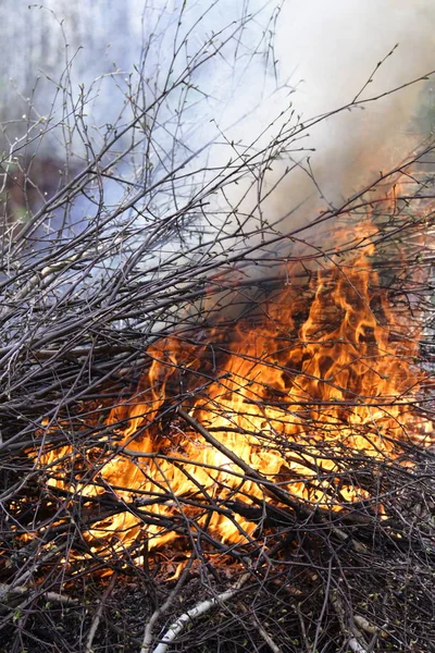 Feu de joie lumineux dans la forêt — Photo