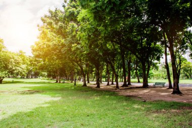Green Park kentsel City günbatımı, egzersiz ve rahatla. Doğal yeşil bitkiler peyzaj.