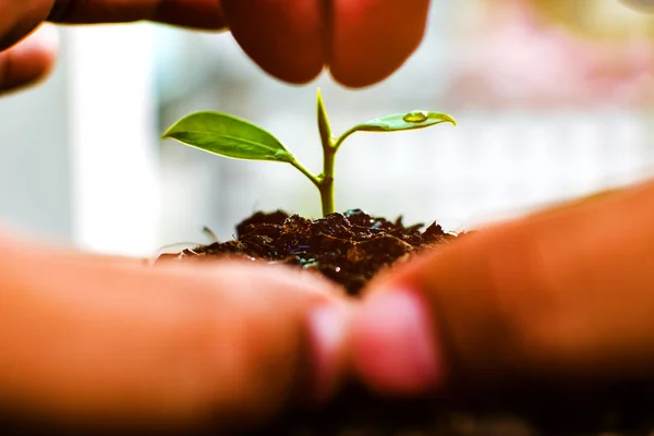 Mâinile Protejează Plantele Creștere Earth Planet World Concept Ziua Mondială — Fotografie, imagine de stoc