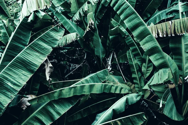 Вид Зелене Листя Банана Природні Зелені Рослини Пейзаж — стокове фото