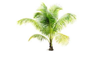 beyaz izole palm Hindistan cevizi