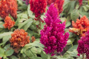 Celosia argentea veya Plumed cockscomb çiçeği