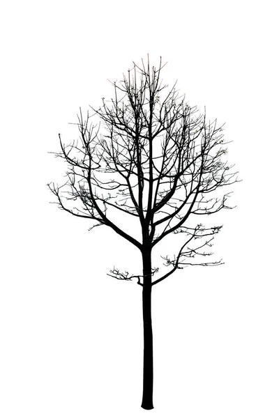 Dead Trees Isolated White Background — Stock Photo, Image