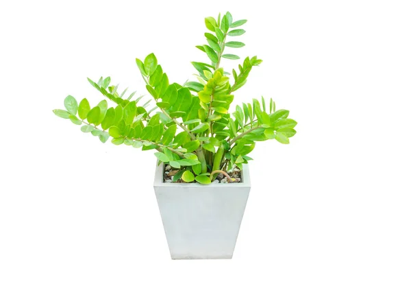 Zamioculcas Zamifolia Isolato Sfondo Bianco — Foto Stock