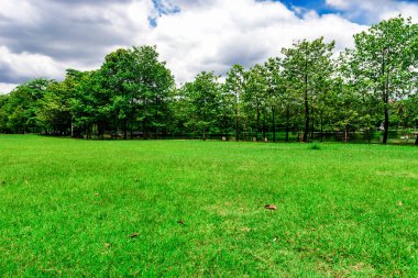 Yeşil çim ve ağaç günbatımı arka plan, Şehir Parkı üzerinde.