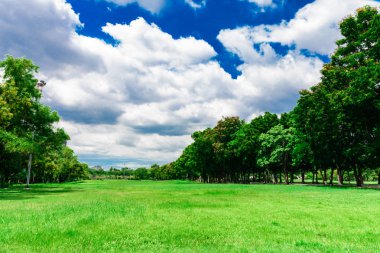 Yeşil çim ve ağaç günbatımı arka plan, Şehir Parkı üzerinde.