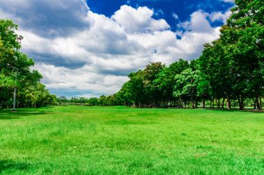 Yeşil çim ve ağaç günbatımı arka plan, Şehir Parkı üzerinde.