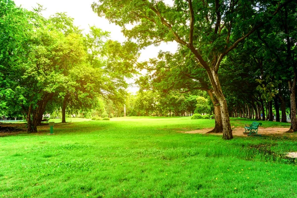 Verde Árbol Hierba Parque Ciudad Atardecer Fondo —  Fotos de Stock