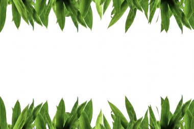 Bambu yeşil yaprakları. Blackground ve doku.