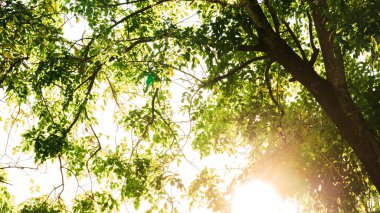 Green leaves tree in garden at park under sunlight. Natural ecol