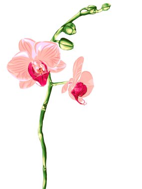 Pembe orkide çiçeği..