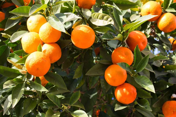 オレンジの木。スペイン. — ストック写真