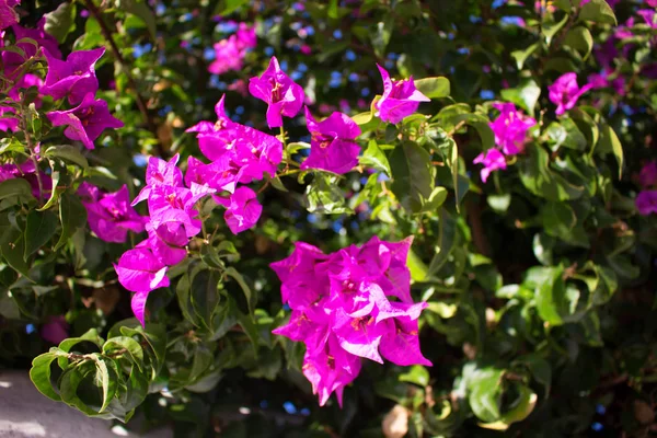 粉红色的花。西班牙. — 图库照片