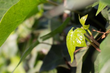 Yeşil bitki. Makro.