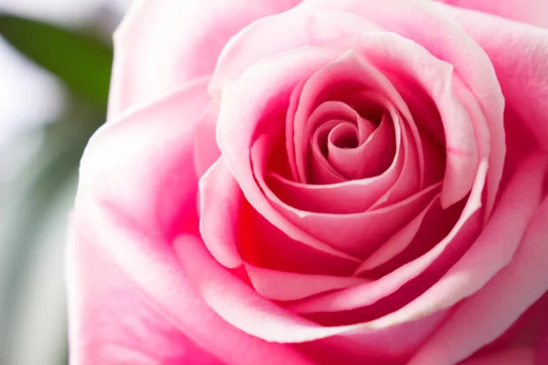 Pink rose. Macro. Stock Picture