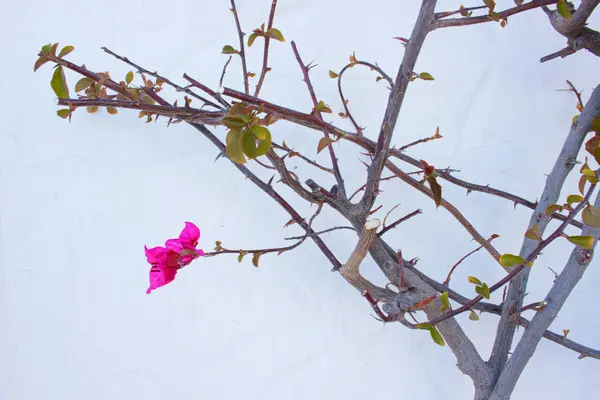 Pflanze, rosa Blume, weiße Wand. Spanien. — Stockfoto