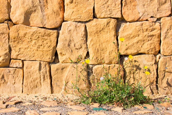 Stenen muur, gele bloemen. — Stockfoto