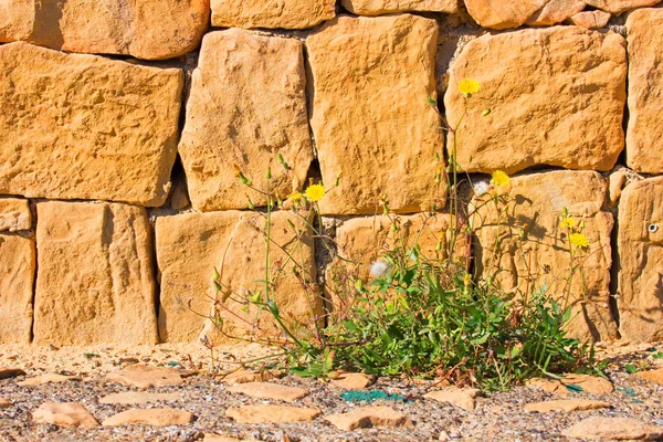 Stenen muur, gele bloemen. — Stockfoto