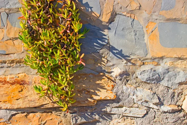 Stone wall, green plant. Spain.