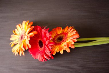 Gerber. Güzel çiçek.