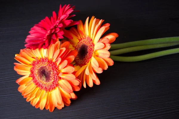 Gerber. schöne Blume. — Stockfoto