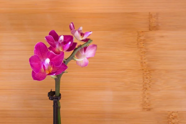 Orkide. Pembe çiçek. — Stok fotoğraf