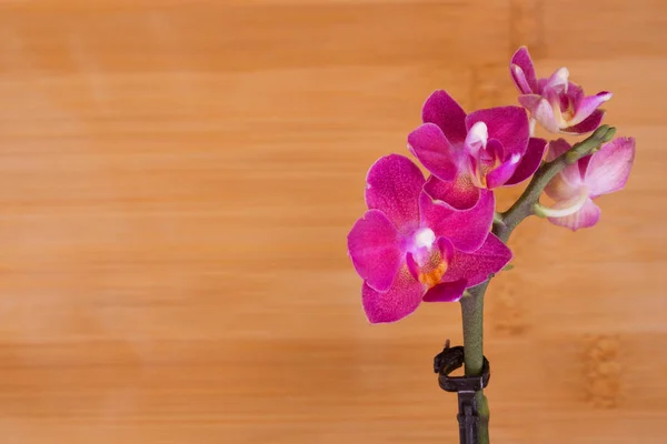 Orkide. Pembe çiçek. — Stok fotoğraf
