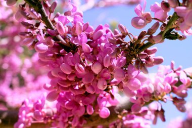 Çiçekler. Gökyüzü ve bahar bitki. Makro.