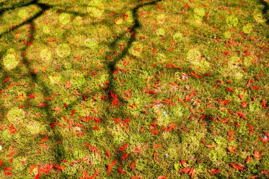 Çayır. Güneşli bahar. Makro.