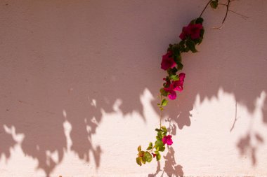 Çiçek. Bahar dekorasyon.