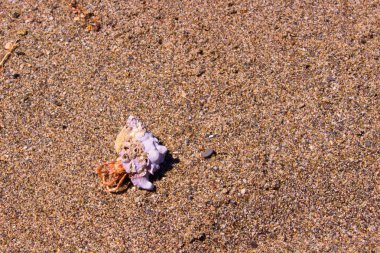 Yengeç Hermit. Marin hayvan. 