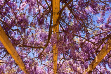 Akasya. Güzel mor çiçekler. 