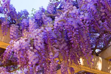 Akasya. Güzel mor çiçekler. 