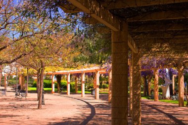 Akasya. Güzel mor çiçekler. 