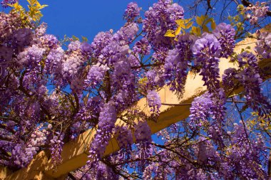 Akasya. Güzel mor çiçekler. 