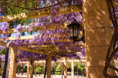 Akasya. Güzel mor çiçekler. 