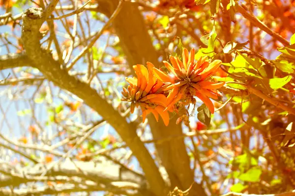 Flores. Céu e primavera planta. Macro . — Fotografia de Stock