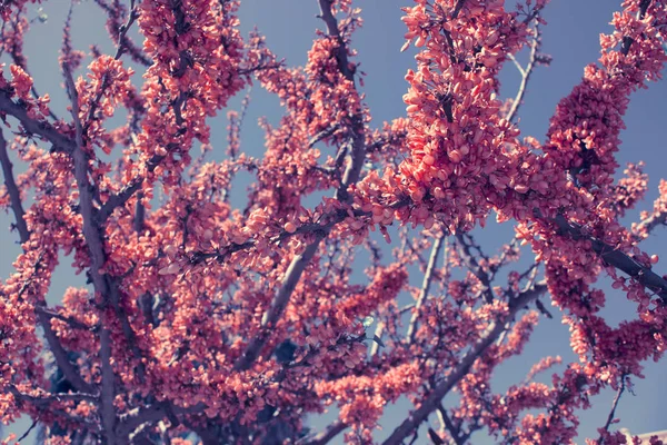 Virágok. Sky és a tavaszi növény. Makró. — Stock Fotó