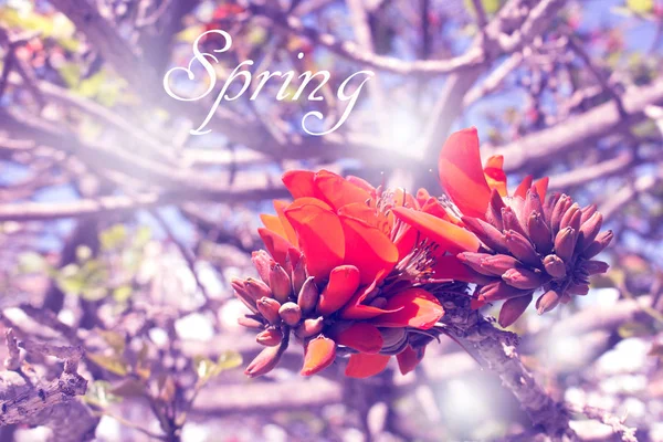Flowers. Sky and spring plant. Macro. — Stock Photo, Image