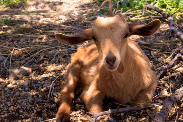 Goat. Beautiful little beige goat. — Stock Photo, Image
