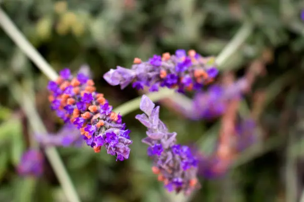 Levandule. Krásné aromatické květiny. — Stock fotografie