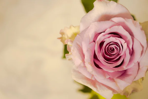 Rose. Beautiful pink rose. Stock Image