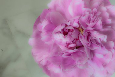 Şakayık. Güzel pembe çiçek. 