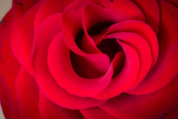 Rose ! Belle fleur rouge . — Photo