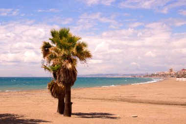 Palmiye ağaçları. Beach güzel tropik bitkiler. 