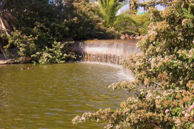 Su birikintisi. Ördek ve kazların su. 