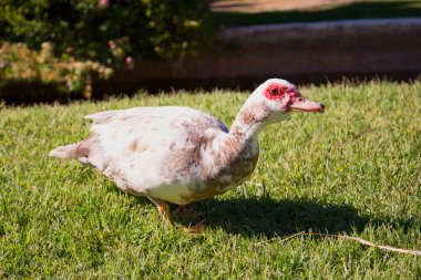 Ördek. Güzel kırsal kuşlar. 