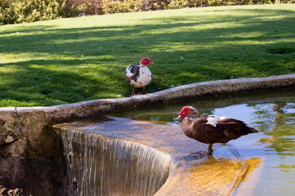 Estanque. Patos y ganso en el agua . —  Fotos de Stock