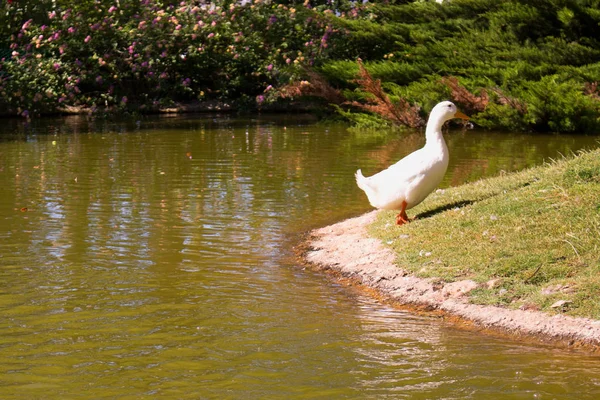 Estanque. Patos y ganso en el agua . —  Fotos de Stock