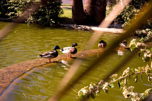 池塘里。鸭子和鹅在水中. — 图库照片